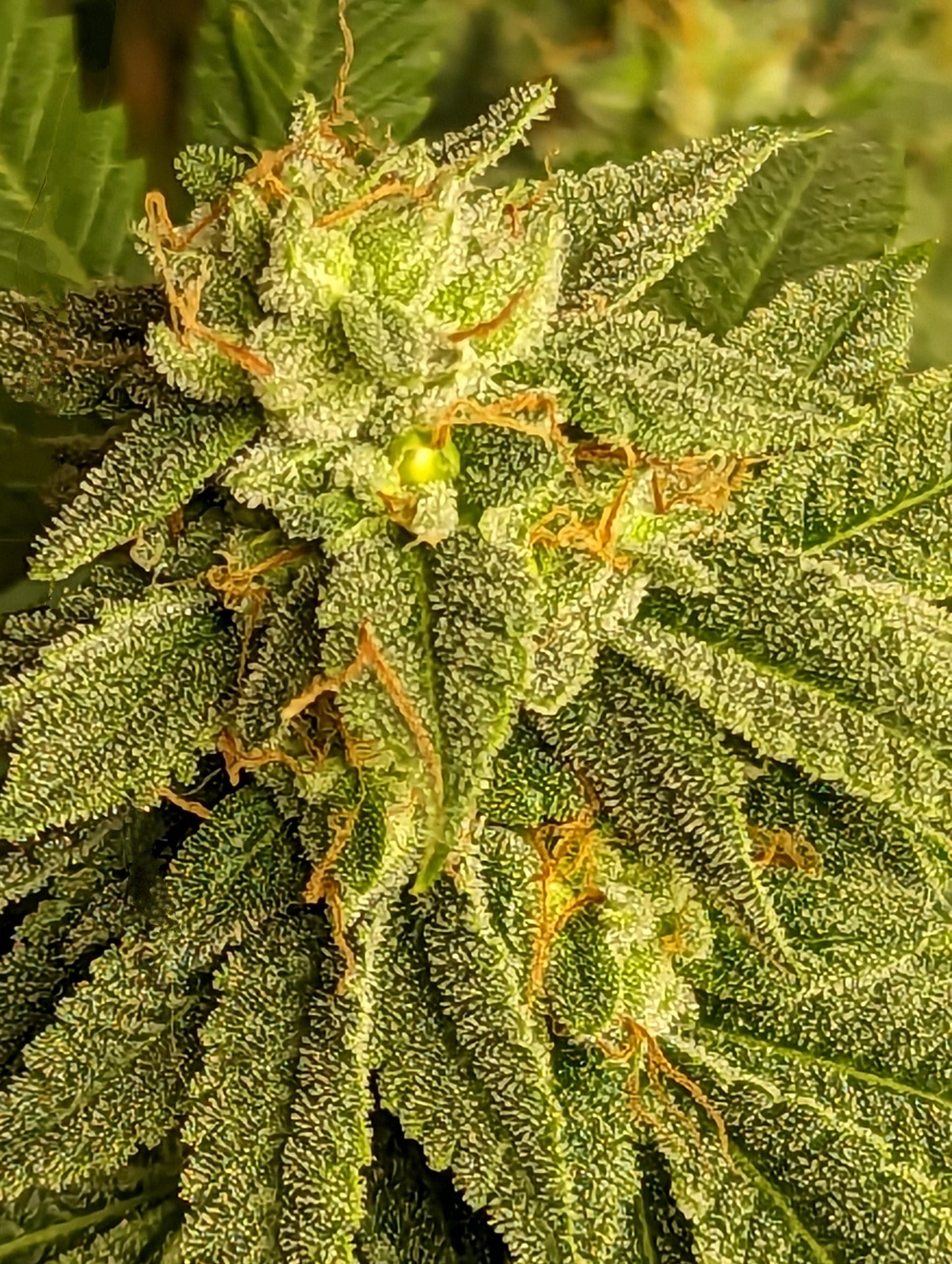 Skunk Cake