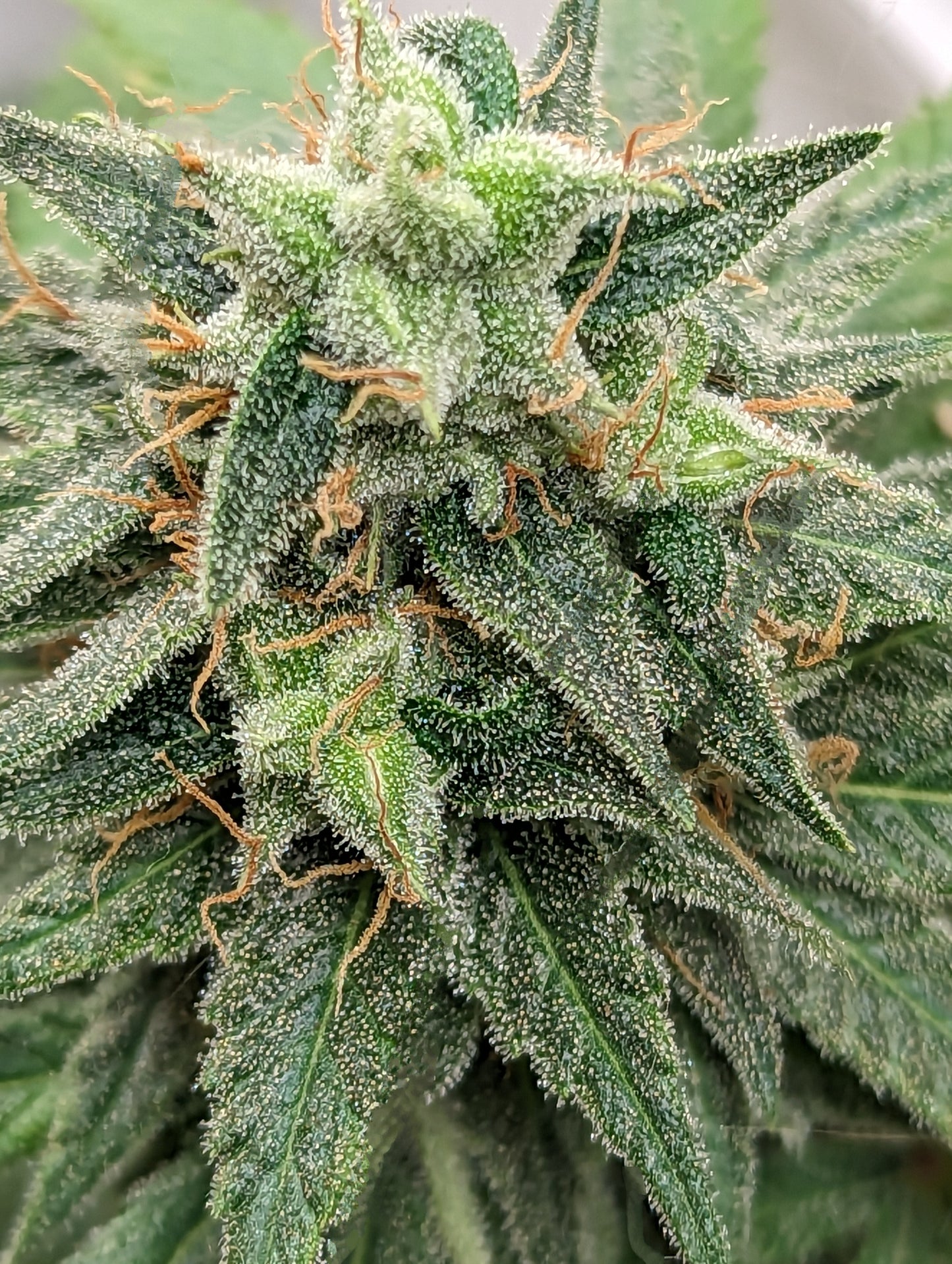 Skunk Cake