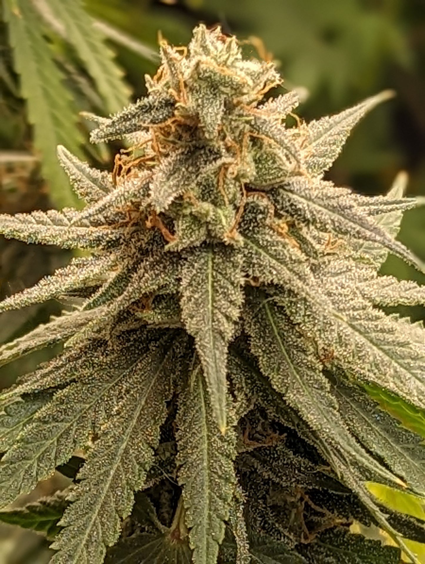Skunk Cake