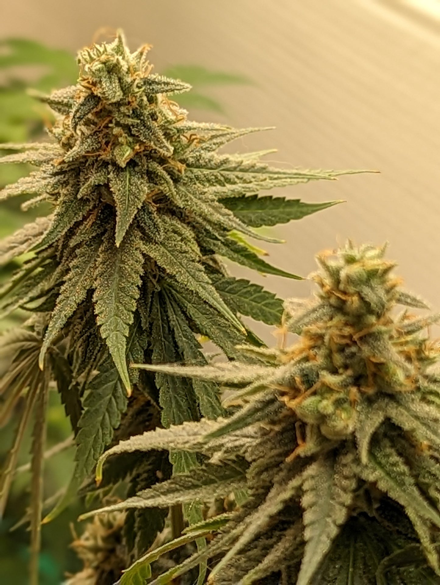 Skunk Cake