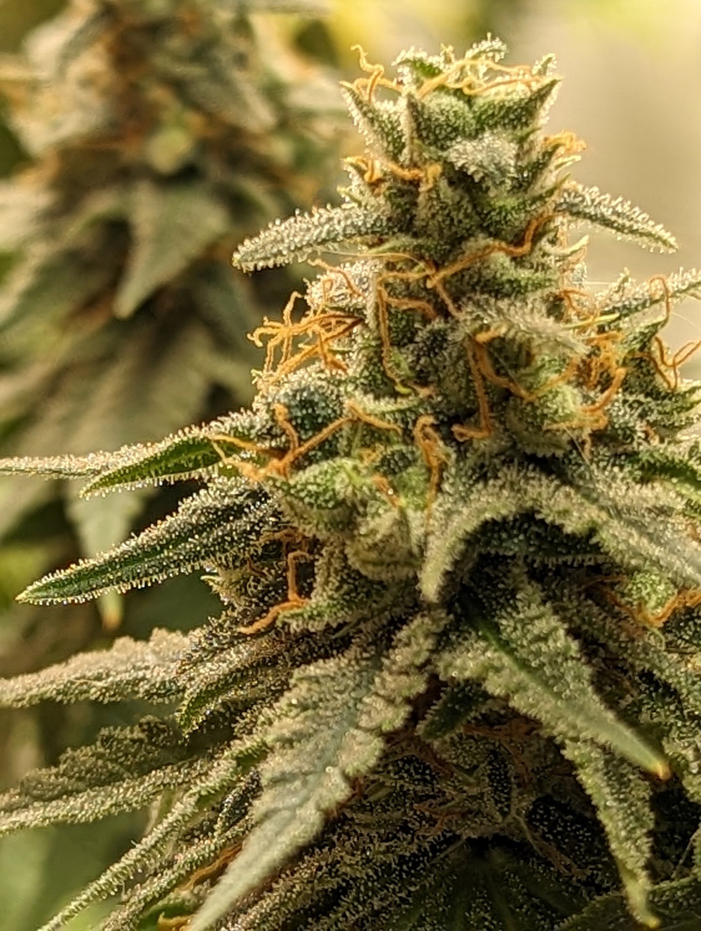 Skunk Cake